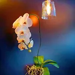 Banyan 호텔